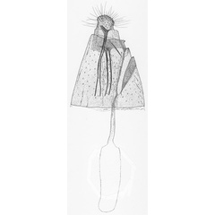 /filer/webapps/moths_gc/media/images/K/kazuri_Phyllonorycter_GF_DePrins3521.jpg
