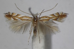 Phyllonorycter ilicifoliella