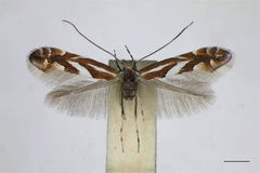 Phyllonorycter mespilella