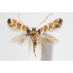 /filer/webapps/moths_gc/media/images/H/hikosanensis_Cameraria_A_ZSM.jpg