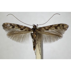 /filer/webapps/moths_gc/media/images/S/suberinella_Caloptilia_A_ZSM_2.jpg