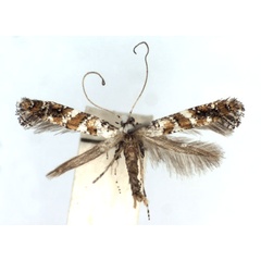 /filer/webapps/moths_gc/media/images/A/albicapitata_Caloptilia_A_WJDP.jpg