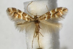Phyllonorycter emberizaepenella