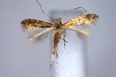 Phyllonorycter conista