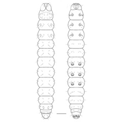 /filer/webapps/moths_gc/media/images/L/leguminivora_Adenogasteria_larva-tissue-feeding_Davis-et-al_2019.jpg