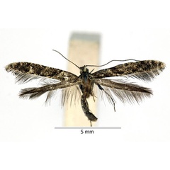 /filer/webapps/moths_gc/media/images/C/cuculipennella_Caloptilia_iM_01_LR.jpg