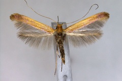 Caloptilia alni