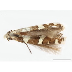 /filer/webapps/moths_gc/media/images/C/cissella_Acrocercops_HT_USNM.jpg