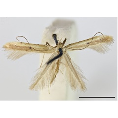 /filer/webapps/moths_gc/media/images/S/similatella_Caloptilia_HT_1409706_BMNH.jpg