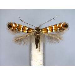 /filer/webapps/moths_gc/media/images/K/klemannella_Phyllonorycter_A_EIHU_2.jpg