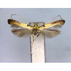 /filer/webapps/moths_gc/media/images/M/mongolicae_Caloptilia_PT_EIHU.jpg