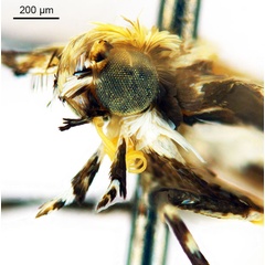 /filer/webapps/moths_gc/media/images/K/kuranda_Liocrobyla_PT1_head2_ANIC.jpg