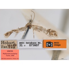 /filer/webapps/moths_gc/media/images/E/enchalcoa_Phyllonorycter_ST4_ANIC.jpg