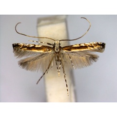 /filer/webapps/moths_gc/media/images/S/siamensis_Artifodina_PT_EIHU.jpg