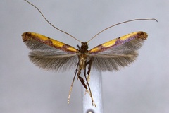 Caloptilia acinata