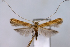 Acrocercops unistriata