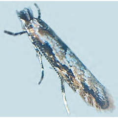/filer/webapps/moths_gc/media/images/I/issikii_Phyllonorycter_A_Bengtsson_2026_25.jpg