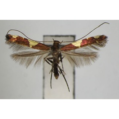 /filer/webapps/moths_gc/media/images/G/gloriosa_Caloptilia_PT_ZSM_3.jpg