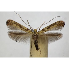 /filer/webapps/moths_gc/media/images/S/semifascia_Caloptilia_A_ZSM_4.jpg