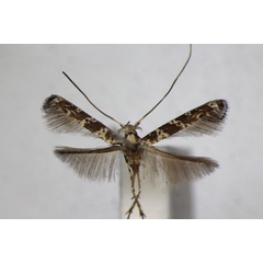 /filer/webapps/moths_gc/media/images/Q/quadrifasciata_ordinatella_Gibbovalva_A_ZSM.jpg