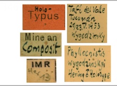 /filer/webapps/moths_gc/media/images/W/wygodzinskyi_Phylloncistis_HT_ZMHB_Labels.jpg