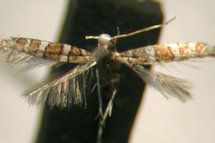 Acrocercops martaella