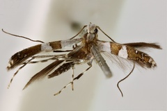 Acrocercops soritis