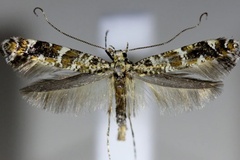 Gracillaria syringella