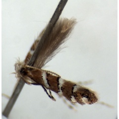 /filer/webapps/moths_gc/media/images/D/dombeyae_Phyllonorycter_HT_RMCA.jpg