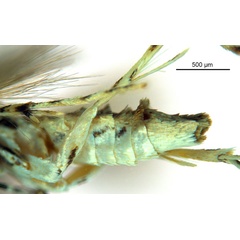 /filer/webapps/moths_gc/media/images/P/pinnatae_Liocrobyla_HT_abdomen_ANIC.jpg