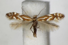 Phyllonorycter cerasicolella