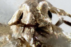 Phyllocnistis psittacanthusella