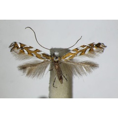 /filer/webapps/moths_gc/media/images/P/pavoniella_Aristaea_A_ZSM_2.jpg