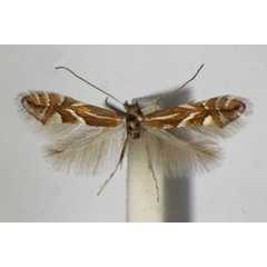 /filer/webapps/moths_gc/media/images/O/oxyacanthae_Phyllonorycter_A_ZSM_3.jpg