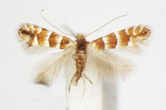 Phyllonorycter nicellii