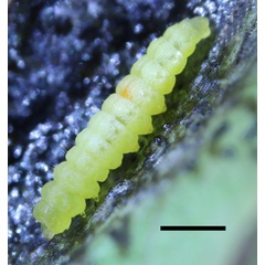 /filer/webapps/moths_gc/media/images/C/corni_Cameraria_Larva2_Sawada-etal_2024_189.jpg