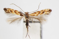 Phyllonorycter styracis