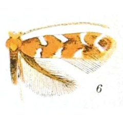 /filer/webapps/moths_gc/media/images/G/gaultheriella_Cameraria_A_Braun_23-6.jpg