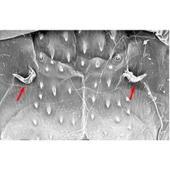 /filer/webapps/moths_gc/media/images/P/podocarpa_Phyllocnistis_pupa_Liu-et-al_2018b_565_SDNU_2.jpg