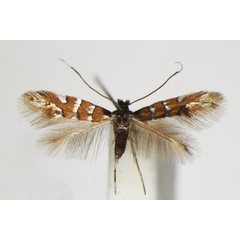 /filer/webapps/moths_gc/media/images/S/schreberella_Phyllonorycter_A_ZSM_4.jpg