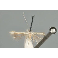 /filer/webapps/moths_gc/media/images/M/maculosa_Cuphodes_PLT_ANIC31-087224_wing.jpg