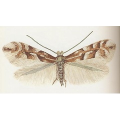 /filer/webapps/moths_gc/media/images/R/rolandi_Phyllonorycter_A_Svensson_1966_III.jpg