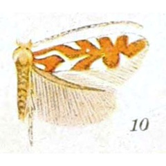 /filer/webapps/moths_gc/media/images/I/insignis_Lithocolletis_LTM_Braun_21-10.jpg