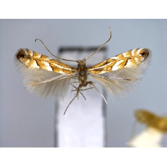 /filer/webapps/moths_gc/media/images/C/cretata_Phyllonorycter_A_EIHU.jpg