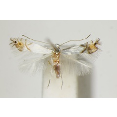 /filer/webapps/moths_gc/media/images/V/valentinensis_Phyllocnistis_A_ZSM_2.jpg