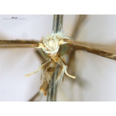 /filer/webapps/moths_gc/media/images/B/breynella_Diphtheroptila_PT2_head1_ANIC.jpg