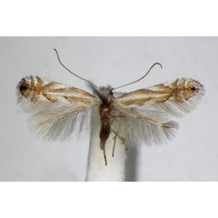 /filer/webapps/moths_gc/media/images/T/tenerella_Phyllonorycter_A_ZSM.jpg