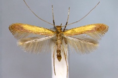 Caloptilia glycyrrhizae
