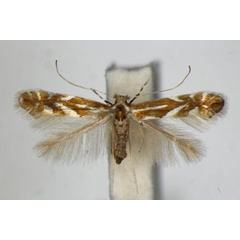 /filer/webapps/moths_gc/media/images/M/myricae_Phyllonorycter_PT_ZSM_3.jpg