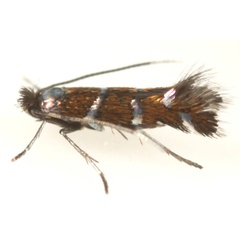 /filer/webapps/moths_gc/media/images/D/desmodiella_Porphyrosela_A_Eiseman.jpg